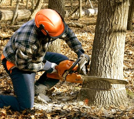 Tree Removal in Dresden, NY